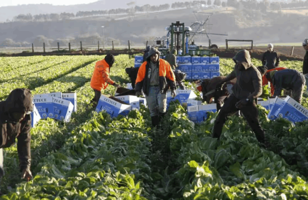 Perfect for PALM Scheme Workers