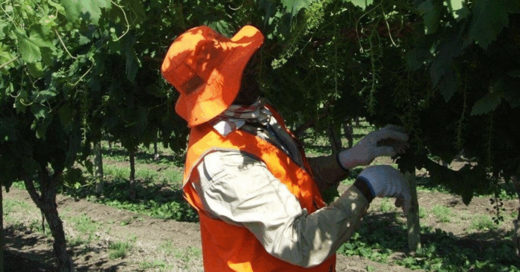 When PALM Workers Need an Australian Licence