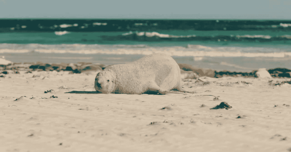 Kangaroo Island