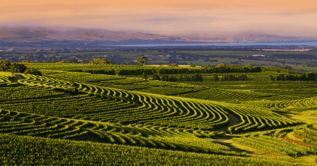 McLaren Vale & Fleurieu Peninsula