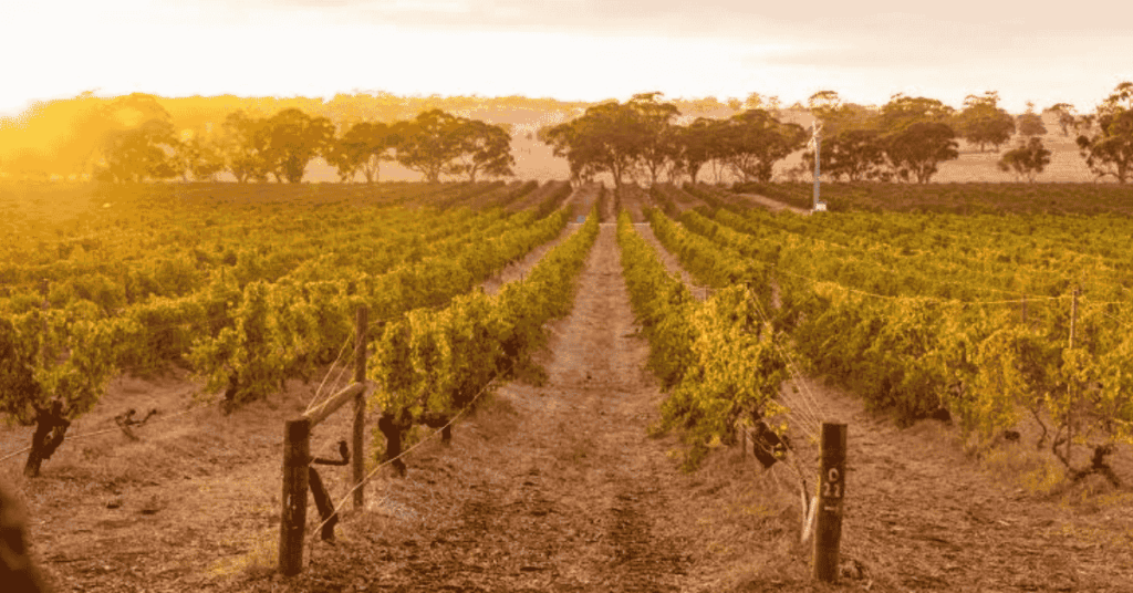 Barossa Valley — Best Car: Toyota Kluger